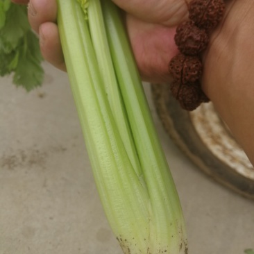 芹菜，小颗的，中颗菜，大颗菜