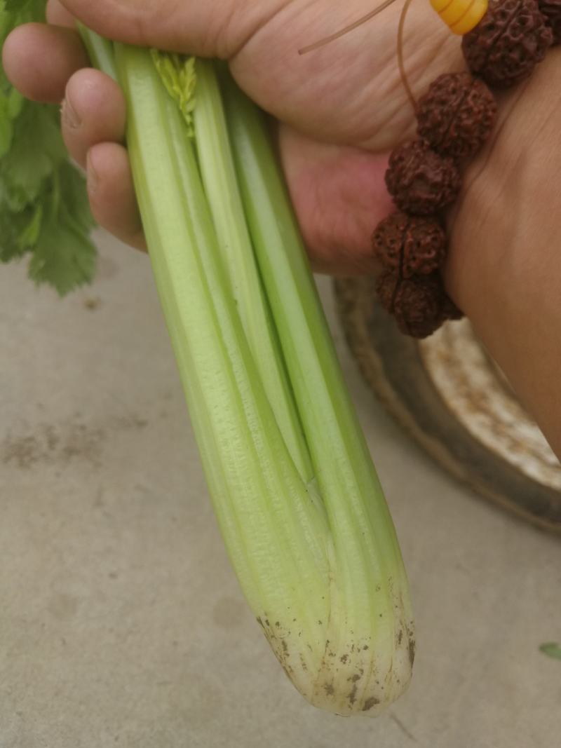 芹菜，小颗的，中颗菜，大颗菜