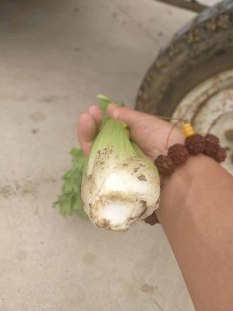 芹菜，小颗的，中颗菜，大颗菜