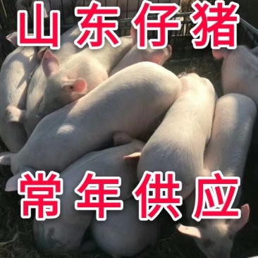 【猪场】优良仔猪小猪山东大型仔猪基地常年销售保成活率