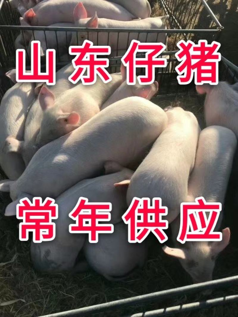 【猪场】优良仔猪小猪山东大型仔猪基地常年销售保成活率