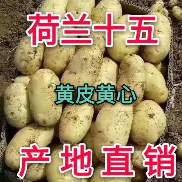 土豆批发荷兰15土豆黄皮黄心产地直销价格便宜