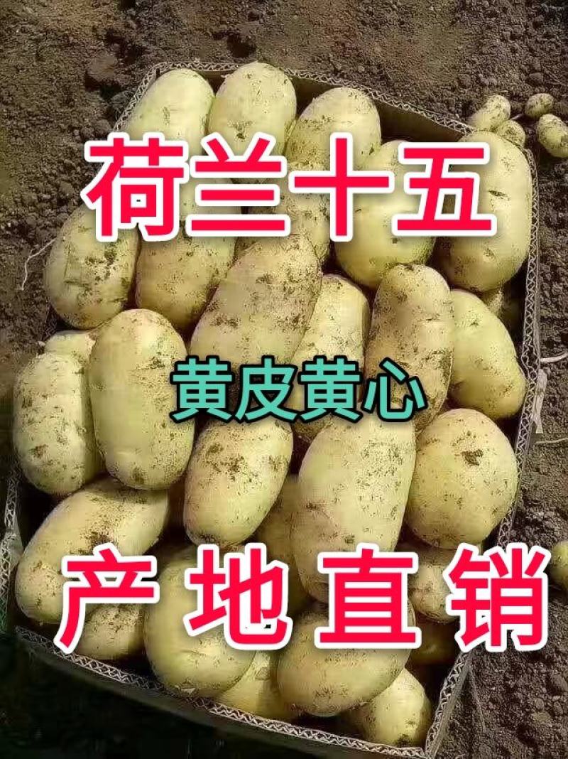 土豆批发荷兰15土豆黄皮黄心产地直销价格便宜