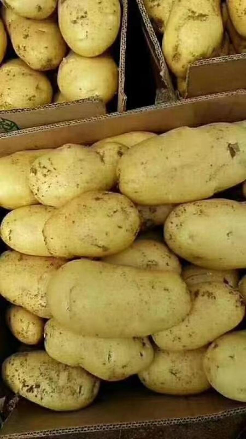 土豆批发荷兰15土豆黄皮黄心产地直销价格便宜
