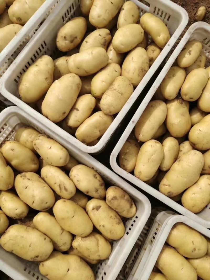 土豆批发荷兰15土豆黄皮黄心产地直销价格便宜
