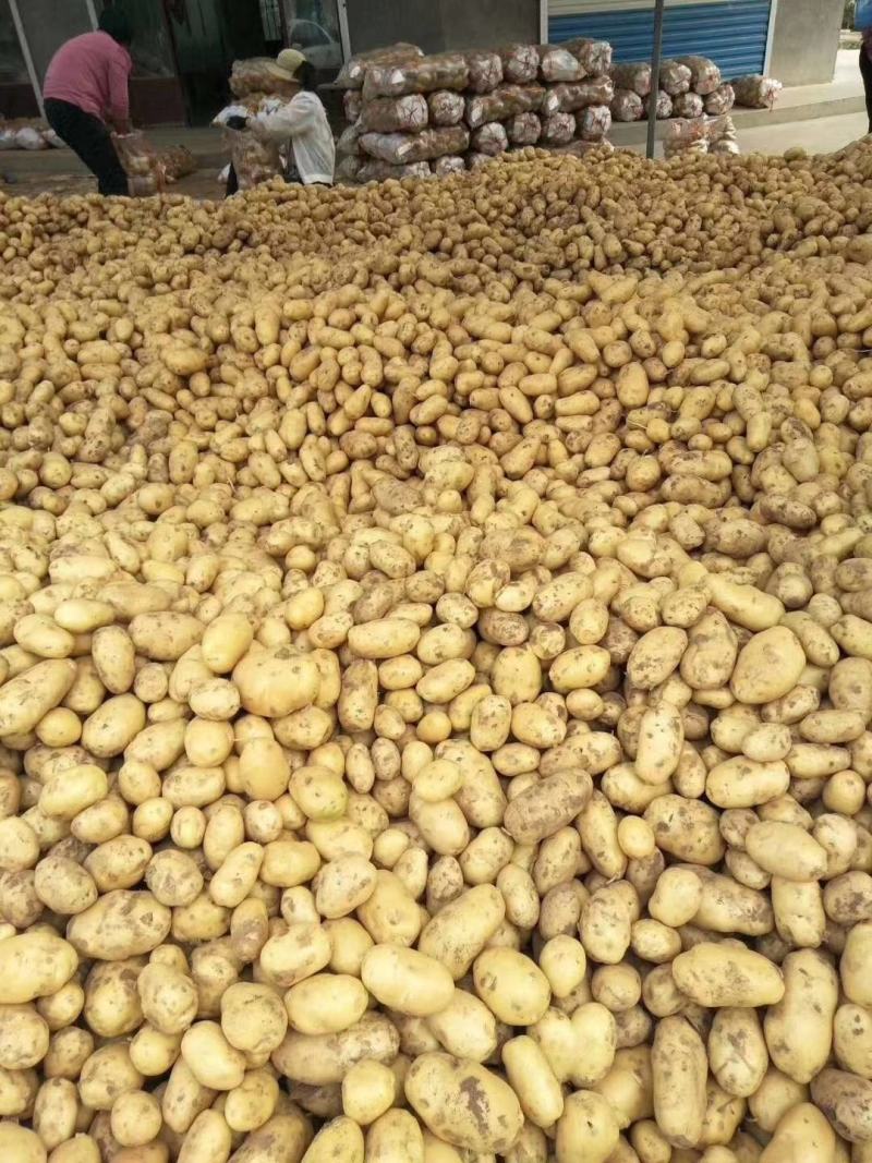 土豆批发荷兰15土豆黄皮黄心产地直销价格便宜