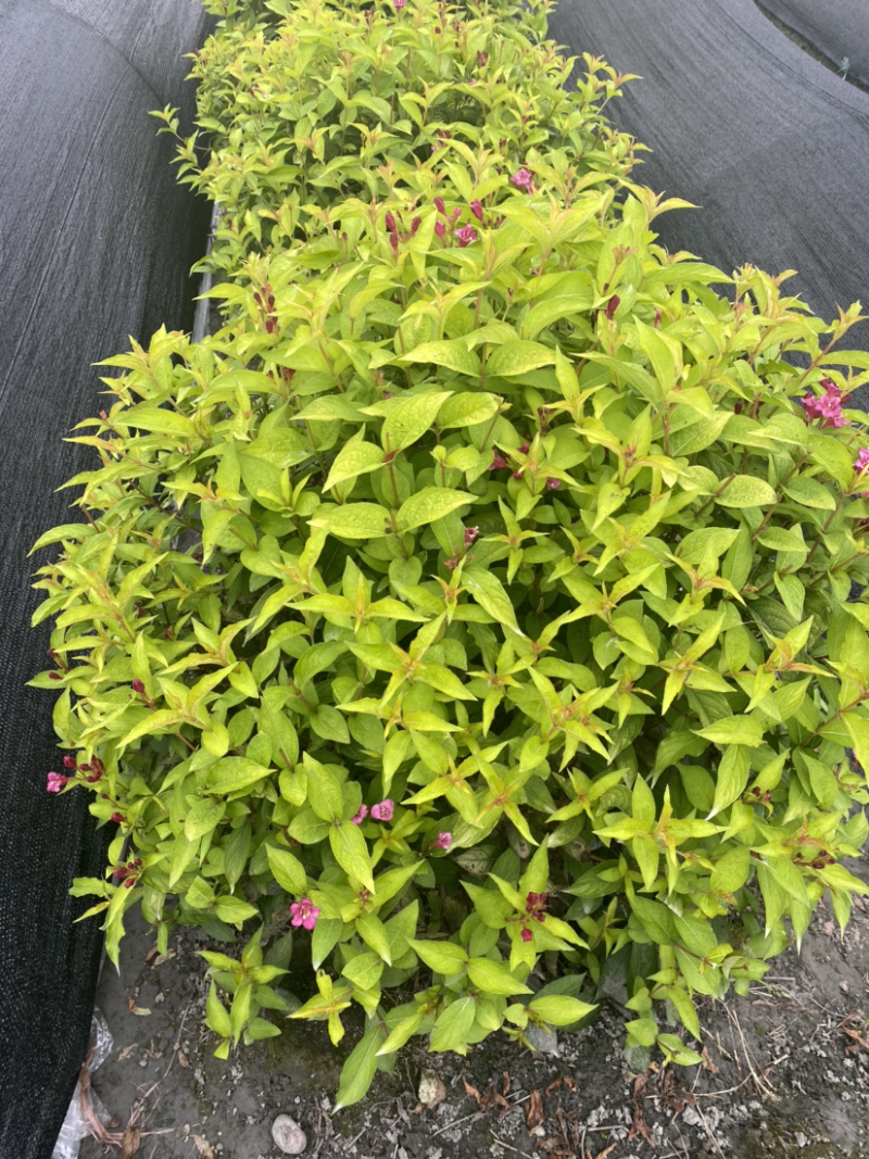 红王子锦带花种植户，16杯红王子锦带