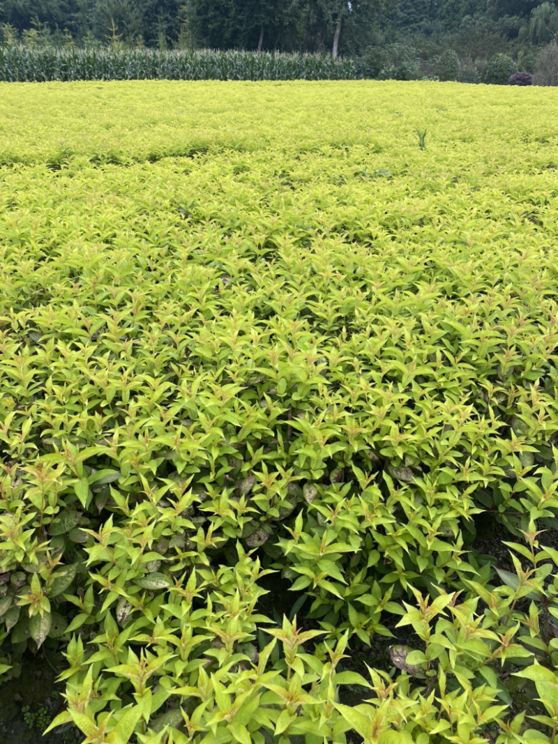 红王子锦带花种植户，16杯红王子锦带