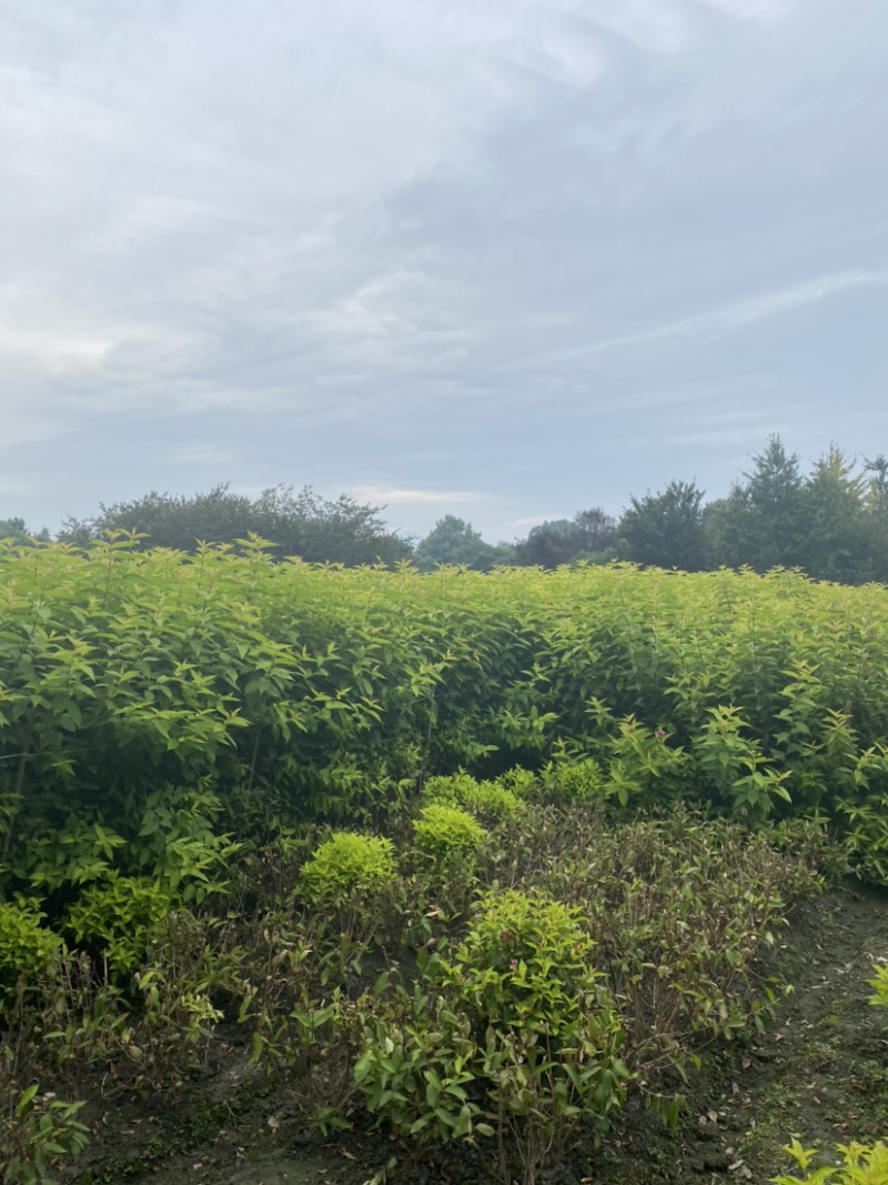 红王子锦带花种植户，16杯红王子锦带