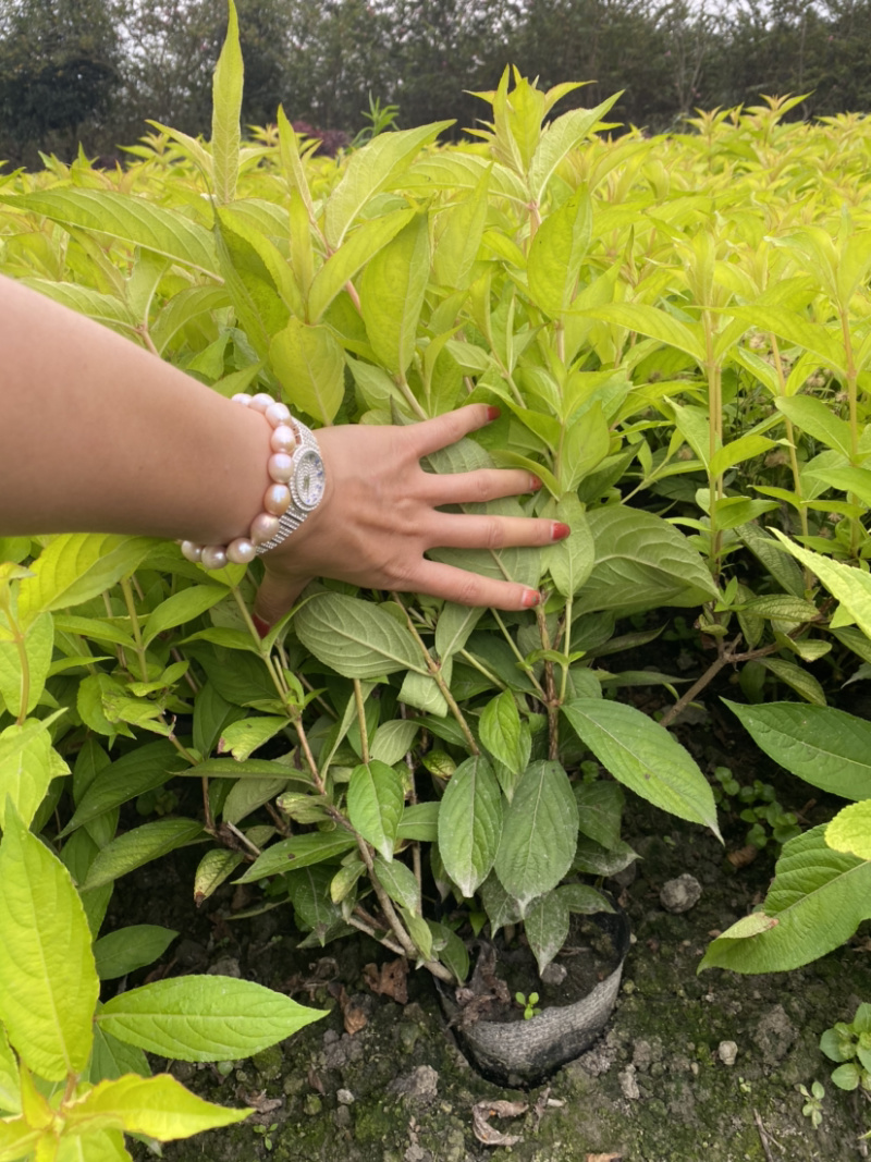 红王子锦带花种植户，16杯红王子锦带