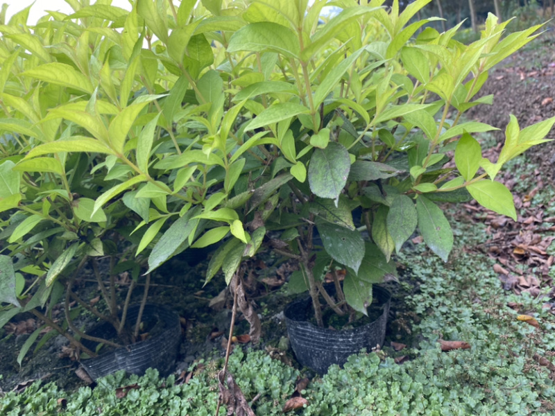 红王子锦带花种植户，16杯红王子锦带