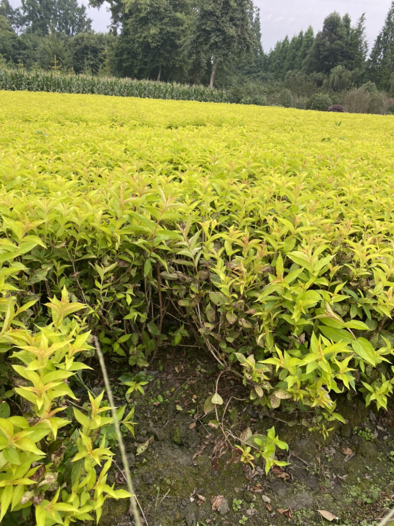 红王子锦带花种植户，16杯红王子锦带
