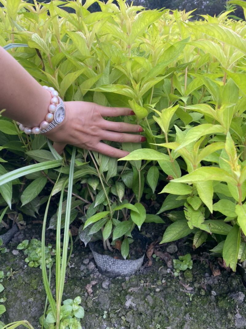 红王子锦带花种植户，16杯红王子锦带