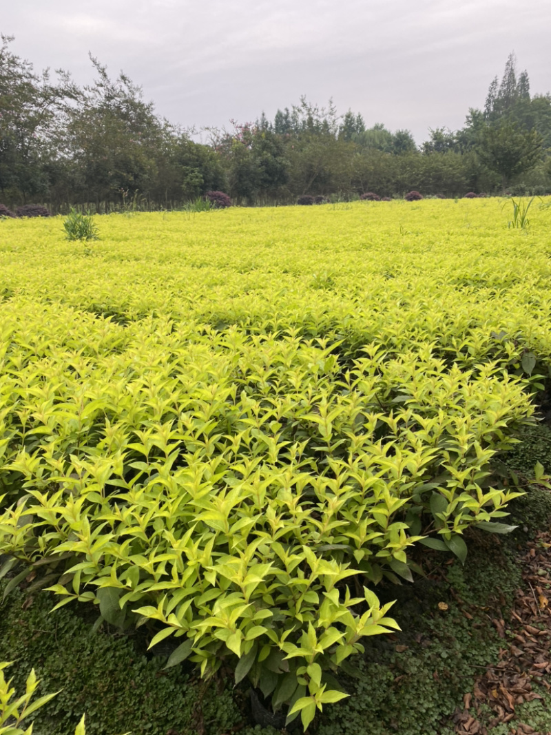 红王子锦带花种植户，16杯红王子锦带