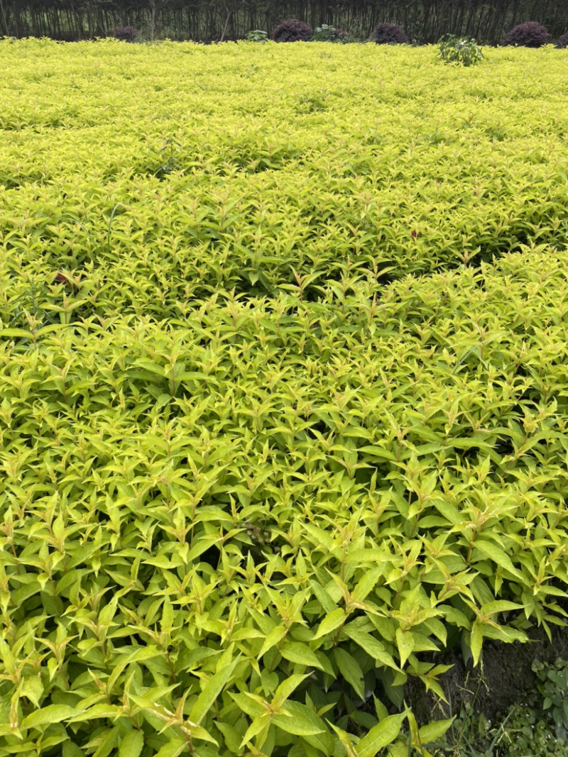 红王子锦带花种植户，16杯红王子锦带