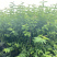 红王子锦带花种植户，16杯红王子锦带