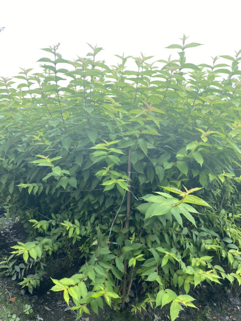 红王子锦带花种植户，16杯红王子锦带