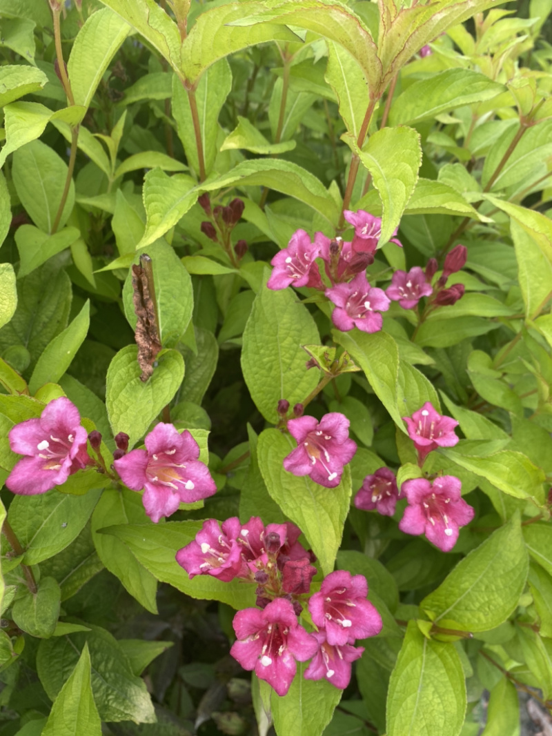 红王子锦带花种植户，16杯红王子锦带