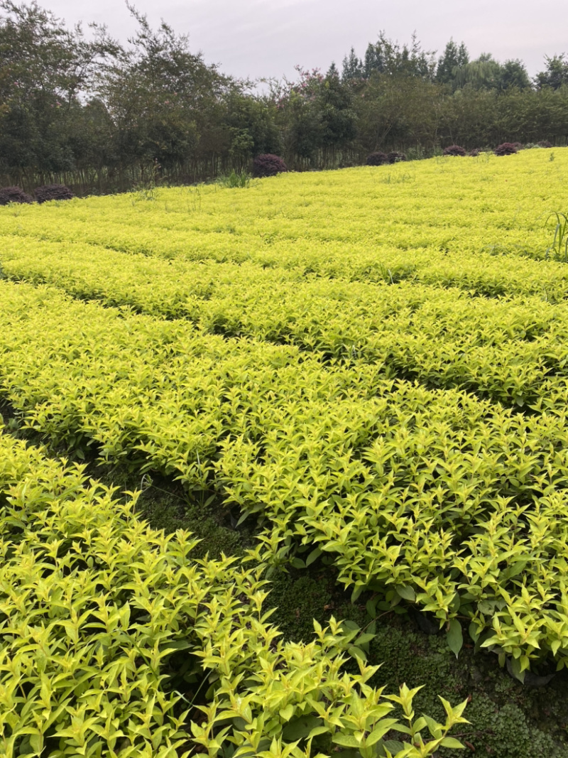 红王子锦带花种植户，16杯红王子锦带