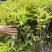红王子锦带花种植户，16杯红王子锦带