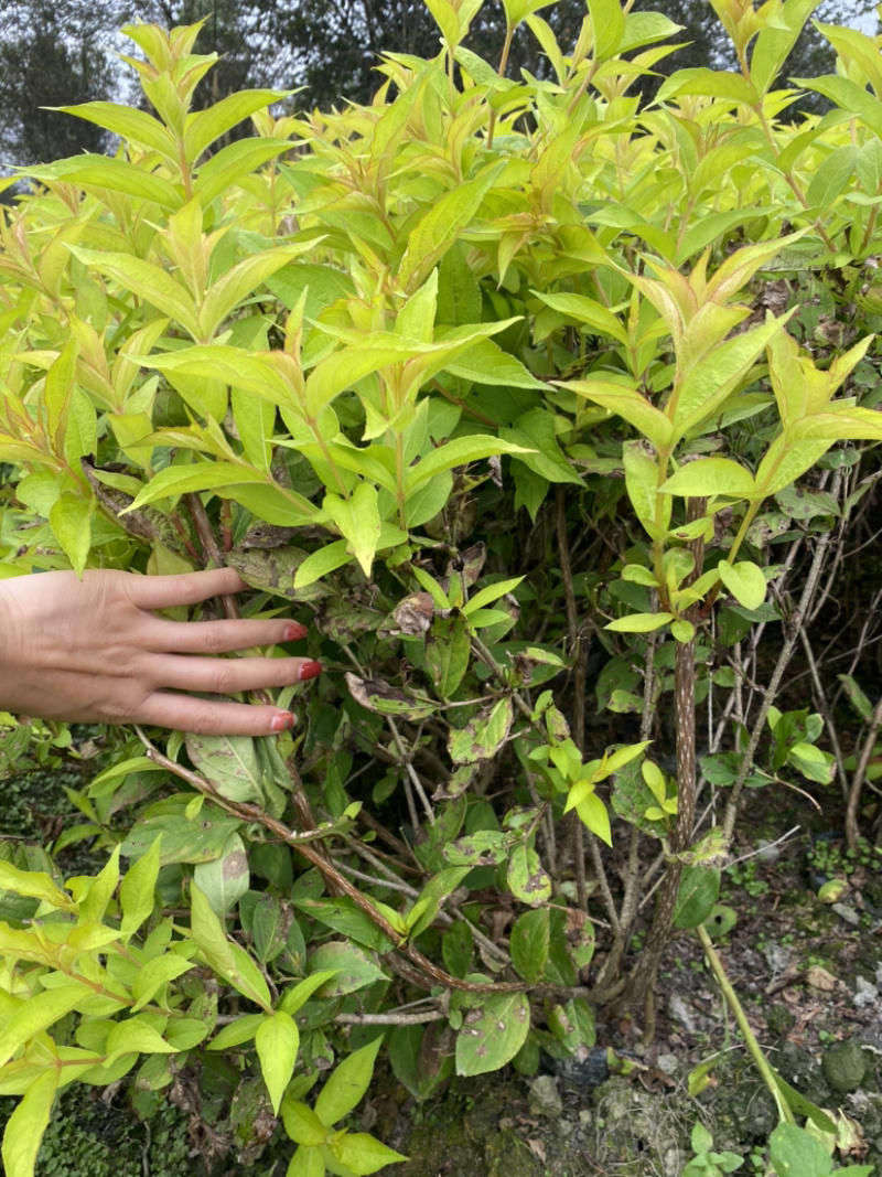 红王子锦带花种植户，16杯红王子锦带