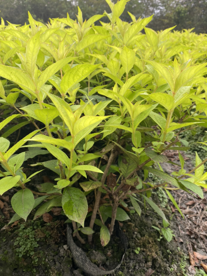 红王子锦带花种植户，16杯红王子锦带