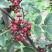 汉源花椒贡椒娃娃椒干花椒2020新货