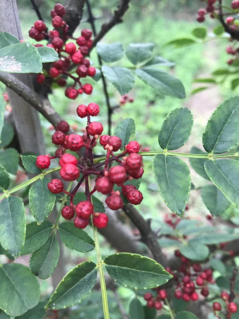 汉源花椒贡椒娃娃椒干花椒2020新货