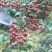 汉源花椒贡椒娃娃椒干花椒2020新货