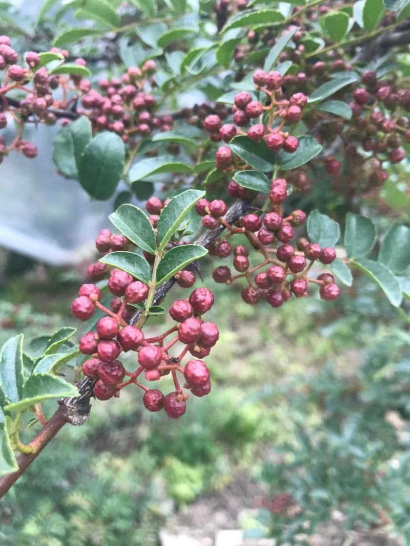 汉源花椒贡椒娃娃椒干花椒2020新货