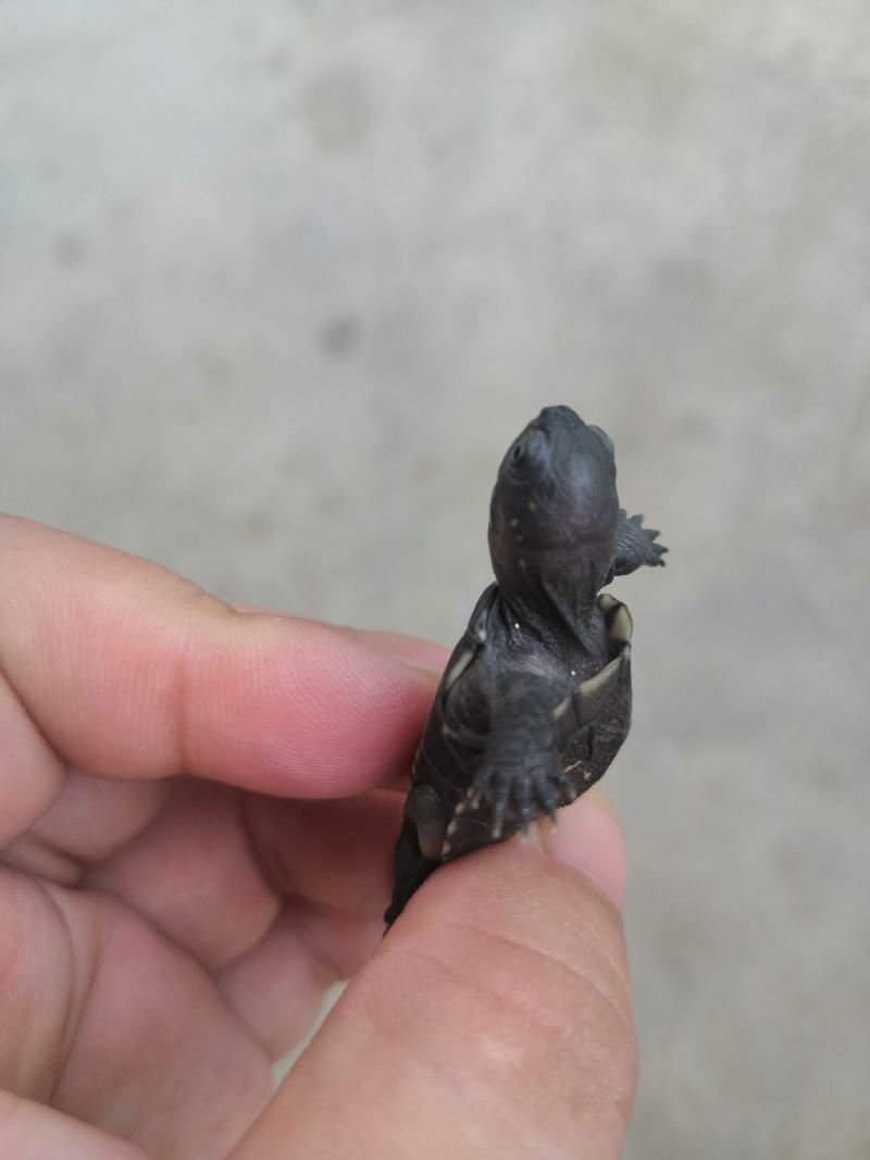 龟龟，无纹龟，靓不靓看了说