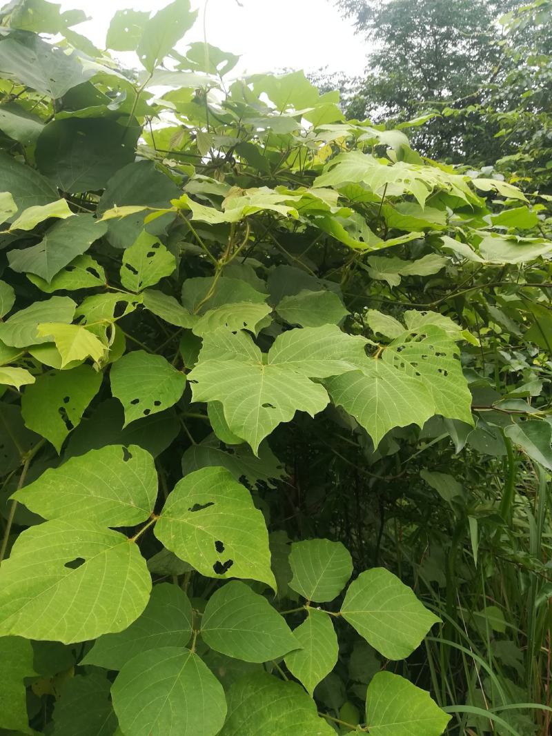 野生葛藤柴葛根的嫩藤茎条中药材