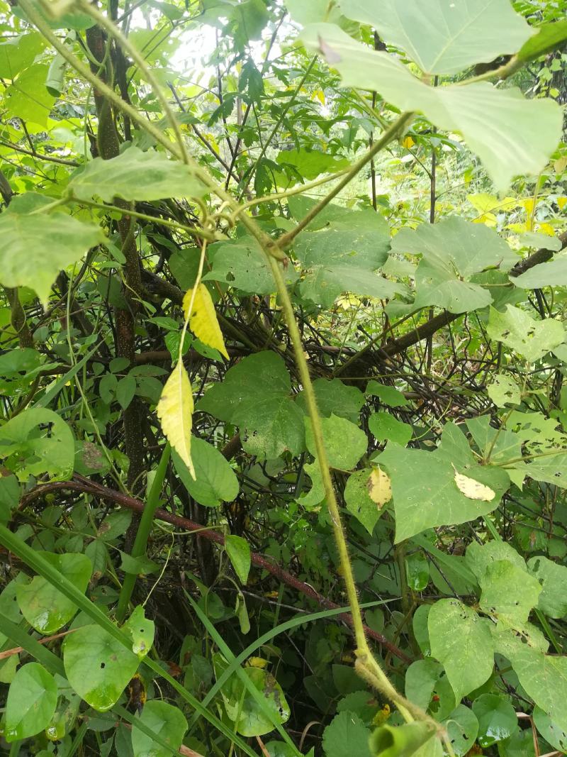 野生葛藤柴葛根的嫩藤茎条中药材