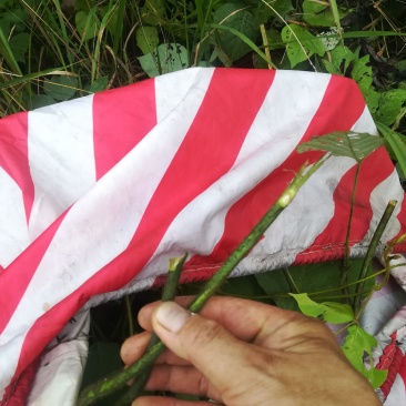 野生葛藤柴葛根的嫩藤茎条中药材