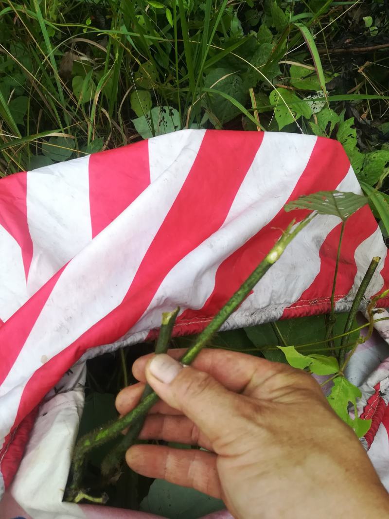 野生葛藤柴葛根的嫩藤茎条中药材