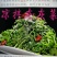 东北干灰菜～脱水烘干！口感味美鲜香！野生菜品！