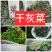 东北干灰菜～脱水烘干！口感味美鲜香！野生菜品！