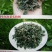 东北干灰菜～脱水烘干！口感味美鲜香！野生菜品！