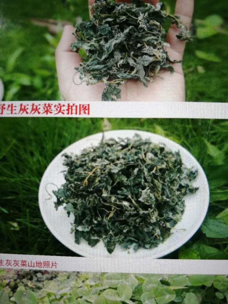 东北干灰菜～脱水烘干！口感味美鲜香！野生菜品！
