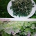 东北干灰菜～脱水烘干！口感味美鲜香！野生菜品！