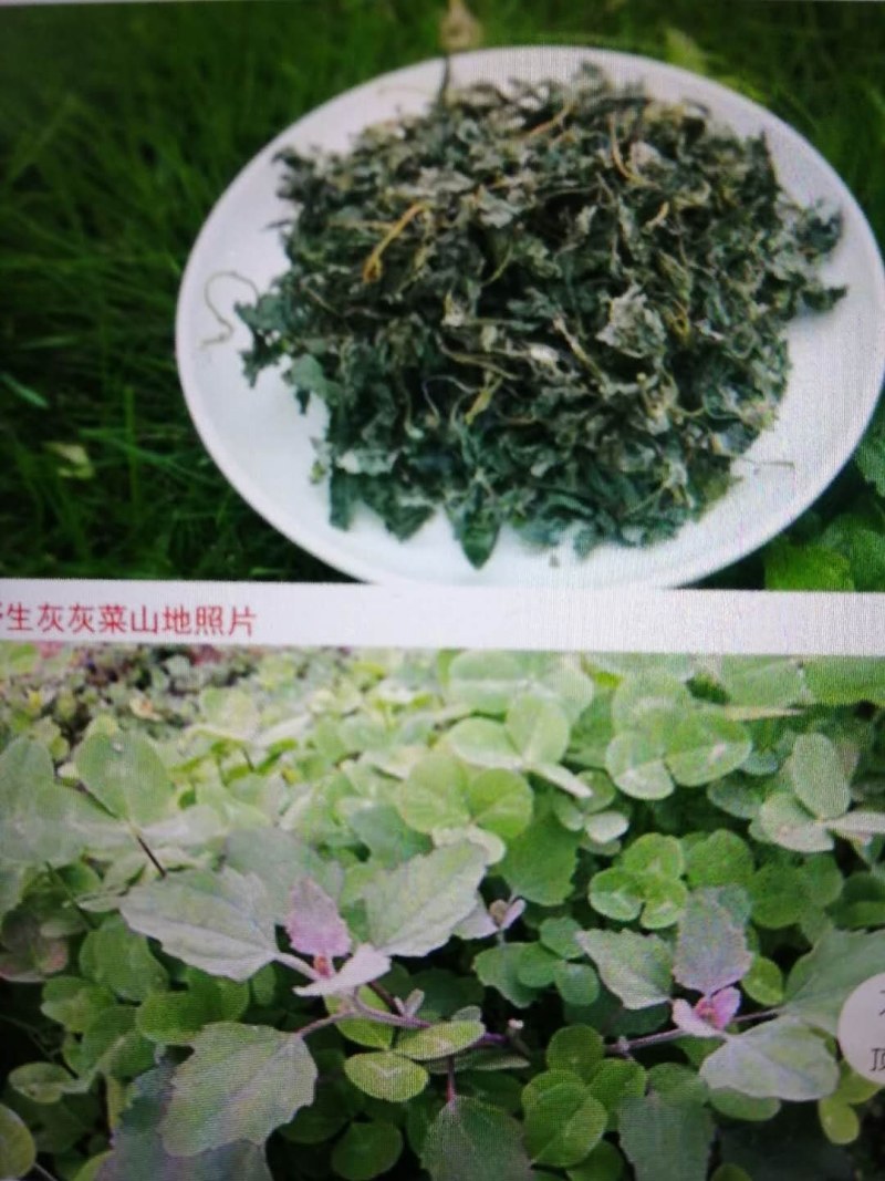 东北干灰菜～脱水烘干！口感味美鲜香！野生菜品！