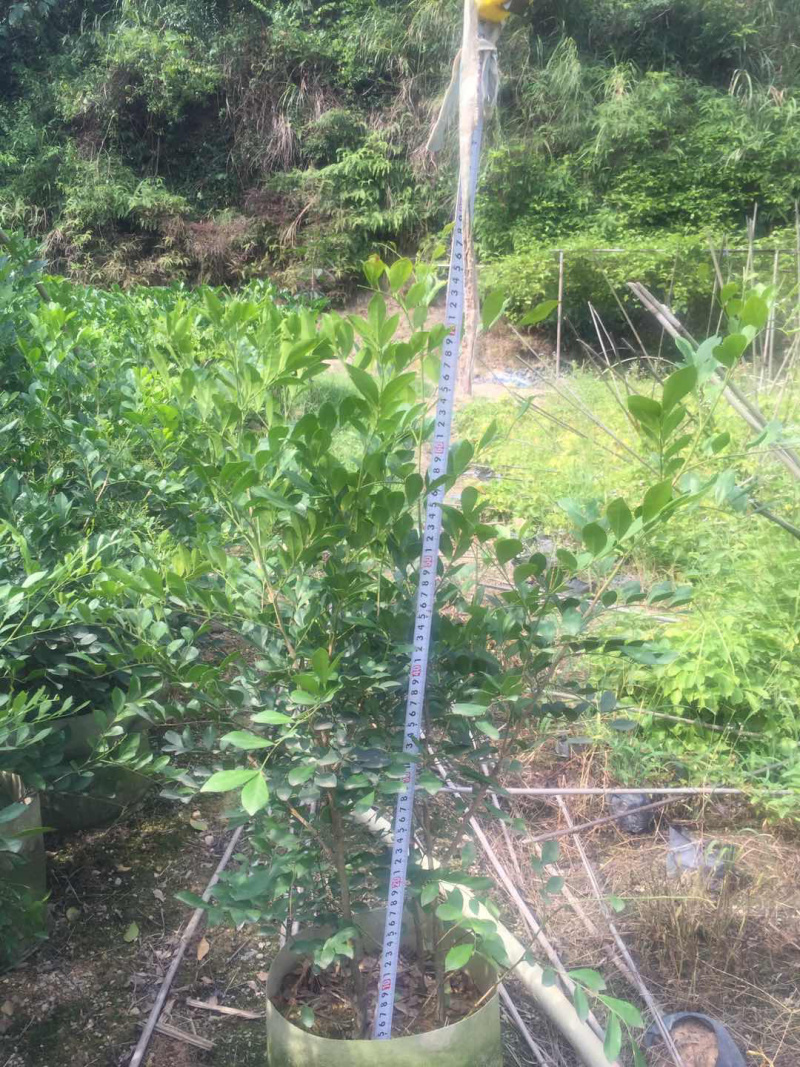 九里香美植袋，自然型批发