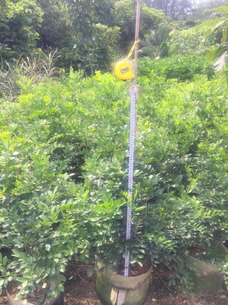 九里香美植袋，自然型批发