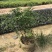 九里香美植袋，自然型批发