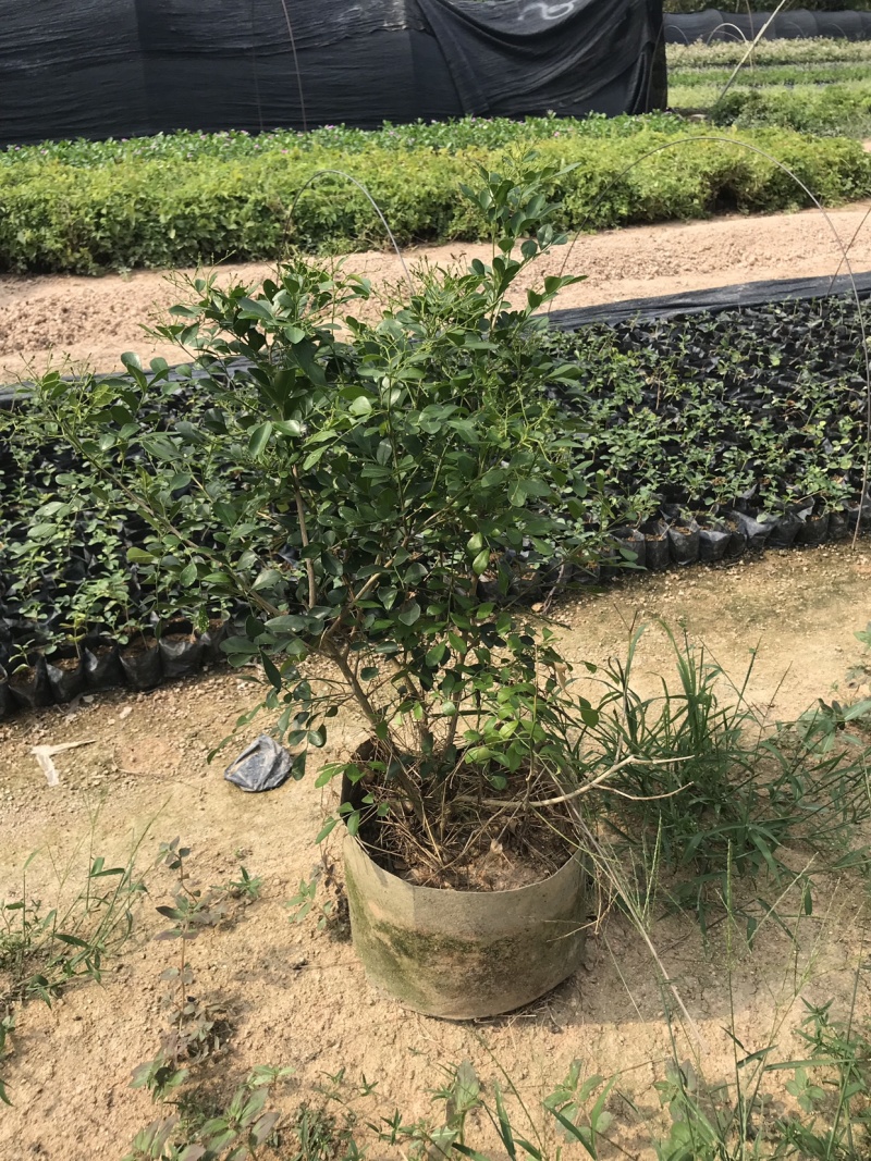 九里香美植袋，自然型批发