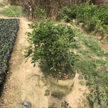 九里香美植袋，自然型批发