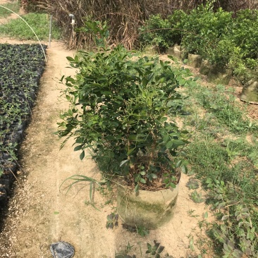 九里香美植袋，自然型批发