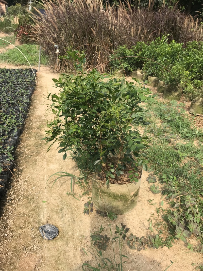 九里香美植袋，自然型批发