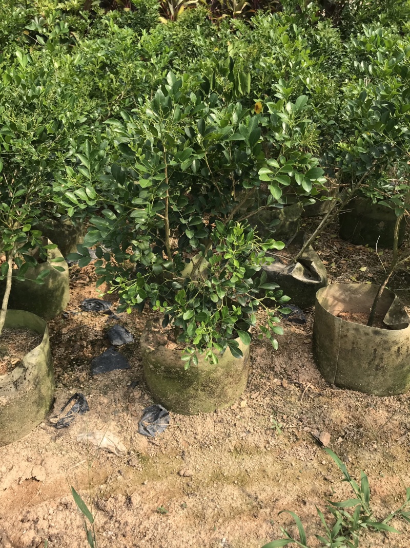 九里香美植袋，自然型批发