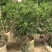 九里香美植袋，自然型批发
